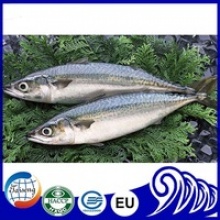 frozen scientific name of mackerel fish - product's photo