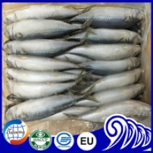 frozen pacific mackerel with big size - product's photo