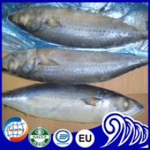 frozen pacific mackerel seafood fish - product's photo