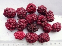 freeze dried blackberry - product's photo