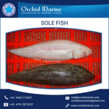 fresh frozen sole fish seafood - product's photo