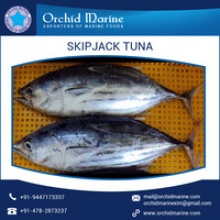frozen tuna fish  - product's photo