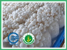 fresh white beech mushroom - product's photo