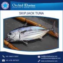 marine delicious food skipjack tuna  - product's photo