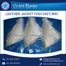 best frozen whole round leather jacket fish  - product's photo