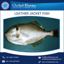 frozen fresh leather jacket fish - product's photo
