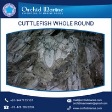 cuttlefish whole round - product's photo