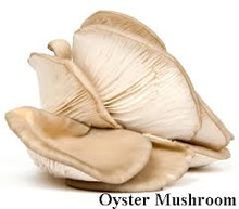 iqf baby oyster mushroom - product's photo