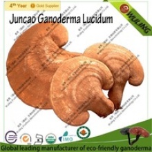 ganoderma lucidum - product's photo