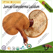 manufacturing plant juncao ganoderma lucidum fruit body - product's photo