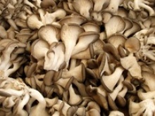 fresh oyster mushroom - product's photo