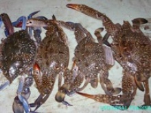 fresh blue crab - product's photo