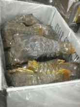 frozen iqf slipper lobster - product's photo