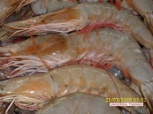 fresh vannamei white shrimp - product's photo
