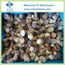 porcini mushroom cultivation - product's photo