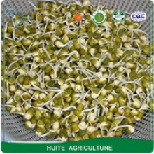 dry green mung bean 2.5-2.8mm size for sprouting - product's photo
