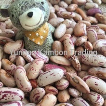 light speckled kidney beans long - product's photo
