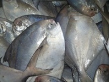 chinese pomfret - product's photo
