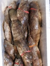 grouper fish - product's photo