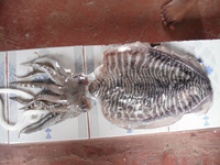 cuttle fish - product's photo