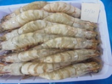 frozen head on shell on white shrimp semi - product's photo