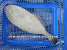 leather jacket fish frozen - product's photo