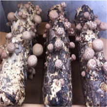 best selling spawn log of shiitake mushroom - product's photo