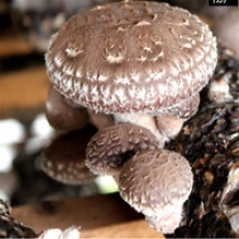 shiitake mushroom log - product's photo