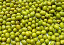 high quality vietnam green mung bean - product's photo