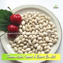 new crop small beans japanese type white kidney beans - product's photo