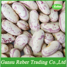 lskb /light speckled kidney beans /pinto beans/sugar beans - product's photo