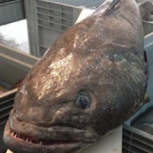 patagonian toothfish - product's photo