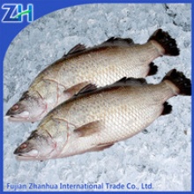 frozen seabass fish - product's photo