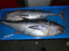 frozen long tail tuna whole - product's photo