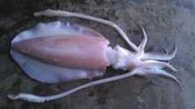 squid thondi - product's photo