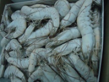 vannamei shrimps hoso  - product's photo