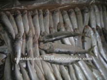 frozen indian oil sardine - product's photo