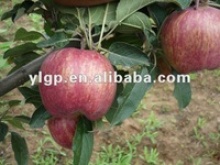 red delicious apple - product's photo
