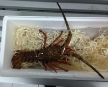 juan fernandez rock lobster - product's photo