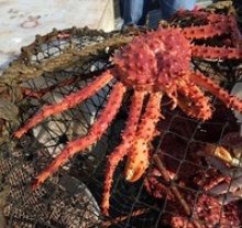 king crab live/frozen - product's photo