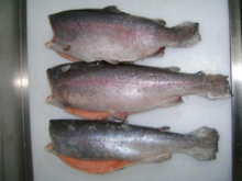rainbow trout - product's photo