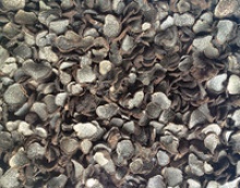 dried truffle tuber indicum black truffle - product's photo