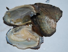 5-6cm vacuum packed fresh water oyster - product's photo