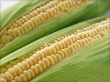 fresh canned sweet corn in brine - product's photo