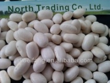 japanese white kidney bean 2013 crop, heilongjiang origin, hps) - product's photo