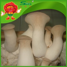 iqf coprinus fresh mushrooms wholesale - product's photo