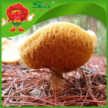 natural monkey head mushroom with high quality - product's photo