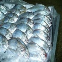 moonfish frozen fish - product's photo