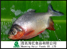 whole round red pomfret - product's photo