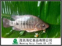 frozen tilapia fish - product's photo